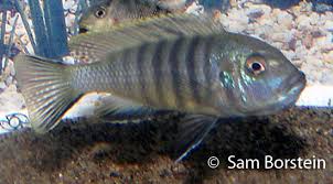 Risultati immagini per cynotilapia pulpican