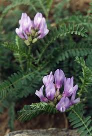 Attēlu rezultāti vaicājumam “Astragalus danicus leaf”