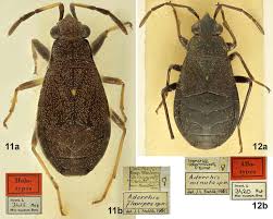 Attēlu rezultāti vaicājumam “Alloeotomus sp.”