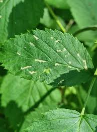 Attēlu rezultāti vaicājumam “Ochropsora ariae”