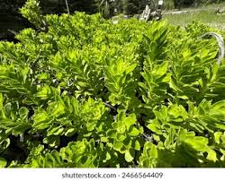 Attēlu rezultāti vaicājumam “Sedum aizoon fruit”