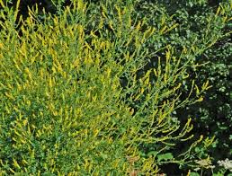 Attēlu rezultāti vaicājumam “Melilotus wolgicus”