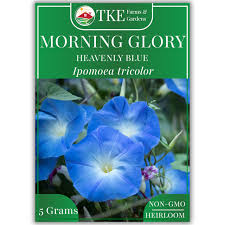 Image result for Ipomoea Heavenly Blue