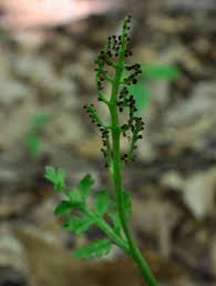 Attēlu rezultāti vaicājumam “Botrychium matricariifolium”