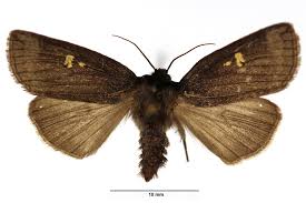 Attēlu rezultāti vaicājumam “Tethea or”