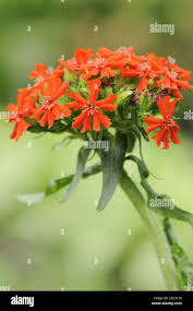 Attēlu rezultāti vaicājumam “Silene chalcedonica”