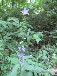 Image result for Campanula affinis