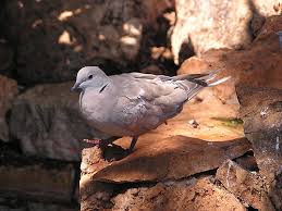 Attēlu rezultāti vaicājumam “Streptopelia decaocto adult”