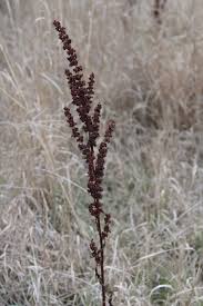Attēlu rezultāti vaicājumam “Rumex crispus”