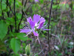 Attēlu rezultāti vaicājumam “Rhododendron canadense flower”