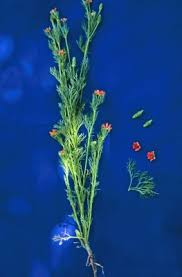 Image result for Adonis aestivalis