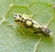 Attēlu rezultāti vaicājumam “Eupteryx vittata”