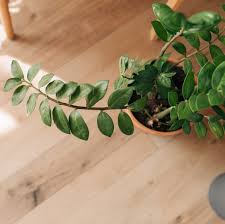 Image result for zamiokulkas