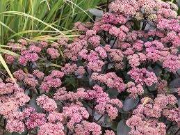 Attēlu rezultāti vaicājumam “Hylotelephium telephium flower”