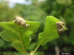 Attēlu rezultāti vaicājumam “Attelabus nitens”