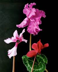 Image result for Cyclamen persicum