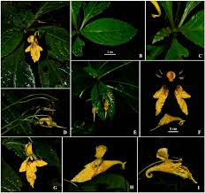 Attēlu rezultāti vaicājumam “Balsaminaceae”