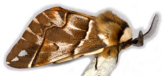 Attēlu rezultāti vaicājumam “Endromidae”