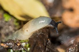 Attēlu rezultāti vaicājumam “Krynickillus melanocephalus”