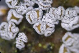 Attēlu rezultāti vaicājumam “Proliferodiscus pulveraceus”