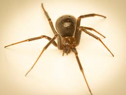Attēlu rezultāti vaicājumam “Steatoda grossa female”