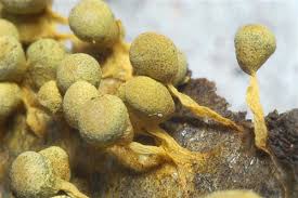 Attēlu rezultāti vaicājumam “Physarum bitectum”