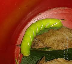 Attēlu rezultāti vaicājumam “Sphinx ligustri larva”