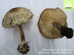 Attēlu rezultāti vaicājumam “Lactarius lygniotus”