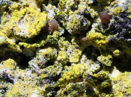 Attēlu rezultāti vaicājumam “Chrysothrix candelaris”