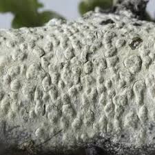 Attēlu rezultāti vaicājumam “Pertusaria leioplaca”