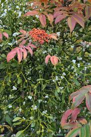 Attēlu rezultāti vaicājumam “Viscum album female flower”