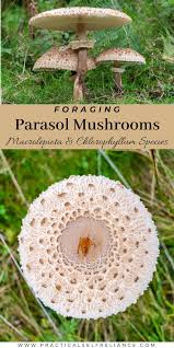 Attēlu rezultāti vaicājumam “Macrolepiota”