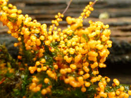 Attēlu rezultāti vaicājumam “Physarum psittacinum”