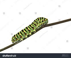 Attēlu rezultāti vaicājumam “Papilio machaon larva”