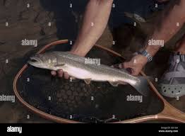 Image result for Salvelinus confluentus