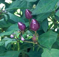 Afbeeldingsresultaat voor numex chimayo hot pepper