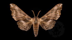 Attēlu rezultāti vaicājumam “Laothoe amurensis”