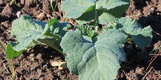 Attēlu rezultāti vaicājumam “Brassica napus”