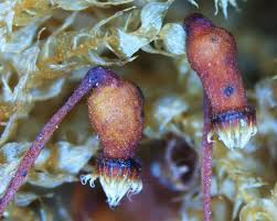 Attēlu rezultāti vaicājumam “Cribraria oregana”