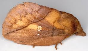 Attēlu rezultāti vaicājumam “Euthrix potatoria”