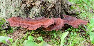 Attēlu rezultāti vaicājumam “Ischnoderma benzoinum”