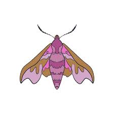 Attēlu rezultāti vaicājumam “Deilephila elpenor imago”