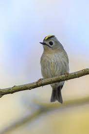 Attēlu rezultāti vaicājumam “Regulus regulus adult”