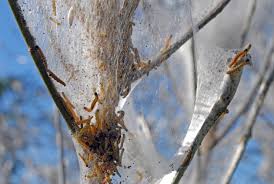 Attēlu rezultāti vaicājumam “Yponomeuta evonymella larva”