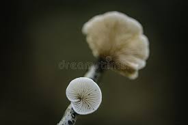 Attēlu rezultāti vaicājumam “Crepidotus versutus”