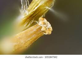 Attēlu rezultāti vaicājumam “Orthotrichum speciosum sporophyte”