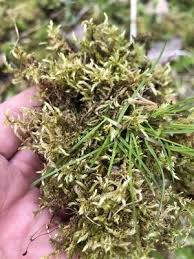 Attēlu rezultāti vaicājumam “Brachythecium”