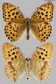 Attēlu rezultāti vaicājumam “Argynnis laodice male”