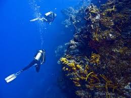Resultado de imagen para cozumel dive