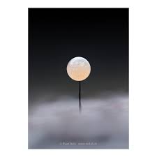 Attēlu rezultāti vaicājumam “Comatricha sp.”